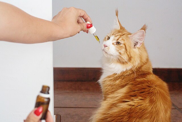 Cat Treatment