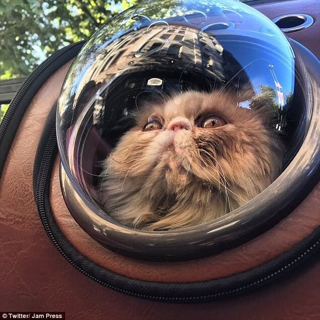 Cat Bubble Backpack