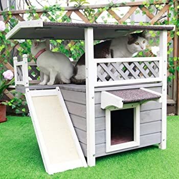 Multiple Cats Outdoor House