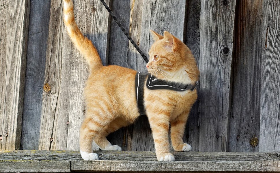 Cat Harness