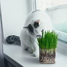 Cat Eating Grass