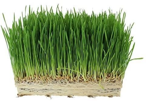 Cat Grass