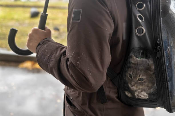 Calm cat on a walk in backpack