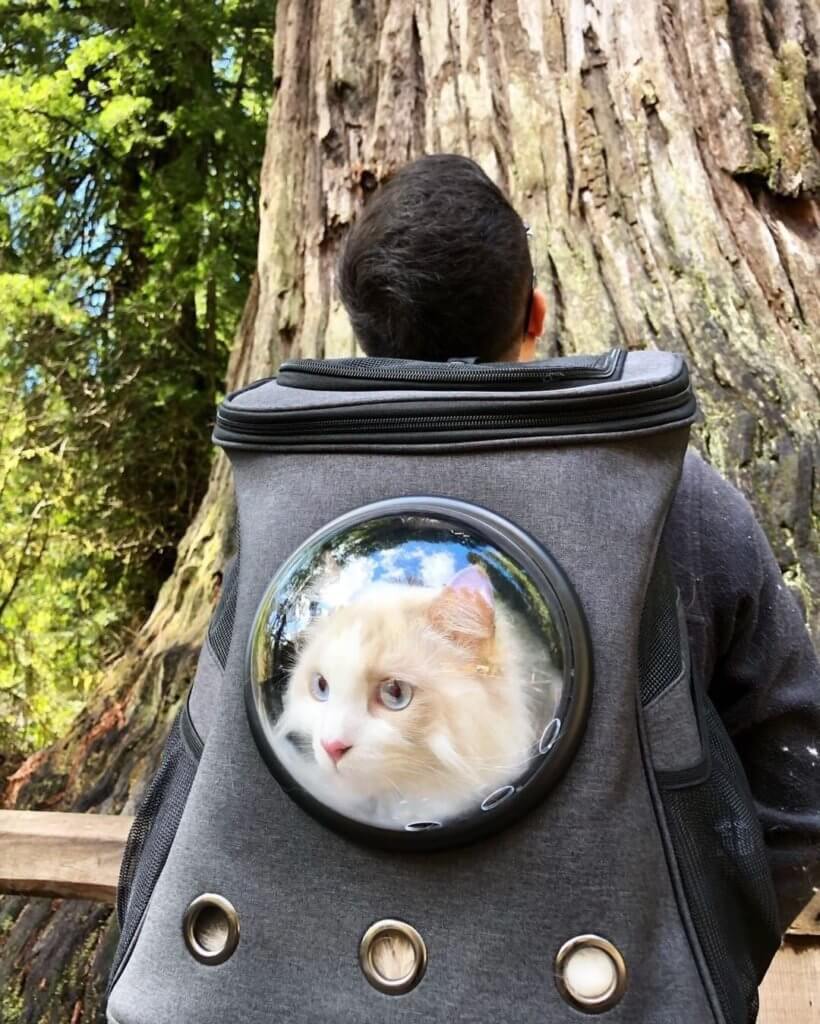 Cat backpack for big cat