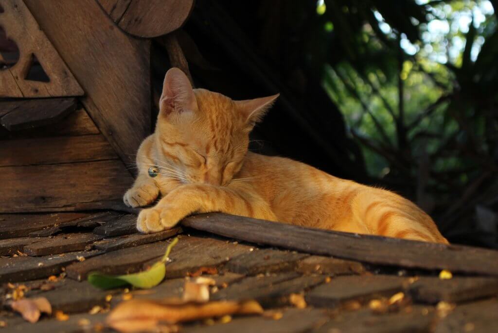 Outdoor Cat House